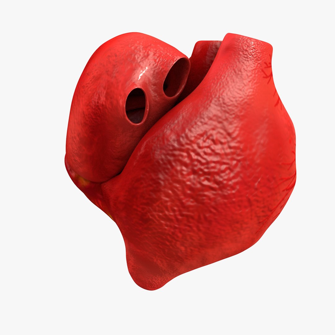 3ds human heart medically accurate https://p.turbosquid.com/ts-thumb/DD/sFRwfC/Zue0ZWR8/turntable0013/jpg/1459281863/1920x1080/fit_q87/40beae03898c9dbe8b7fd4ba3b30c369ab07e397/turntable0013.jpg