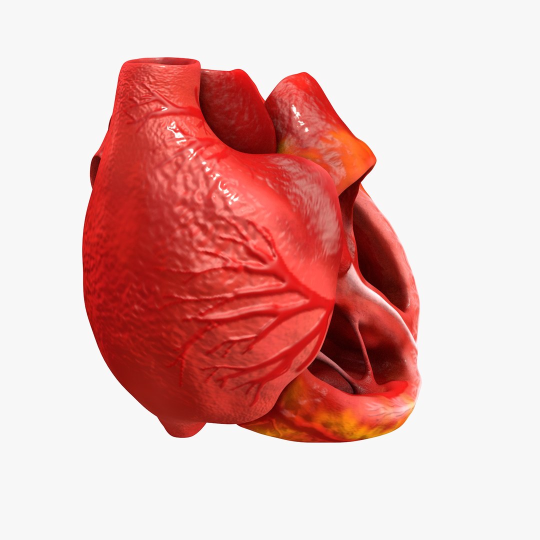 3ds human heart medically accurate https://p.turbosquid.com/ts-thumb/DD/sFRwfC/ZxBwI0i4/turntable0007/jpg/1459281862/1920x1080/fit_q87/e33a4241345c6622afbd0c5a0f023c92346e820d/turntable0007.jpg