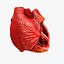 Animated Realistic Human Heart - Medically Accurate