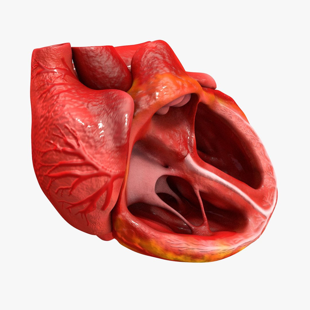 3ds human heart medically accurate https://p.turbosquid.com/ts-thumb/DD/sFRwfC/cRNm51DK/turntable0004/jpg/1459281862/1920x1080/fit_q87/7af46755c12e526d8471f1787157e74212fc8fc0/turntable0004.jpg