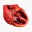 Animated Realistic Human Heart - Medically Accurate