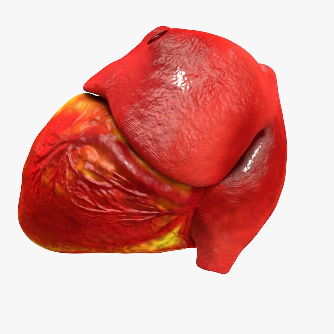 3ds human heart medically accurate https://p.turbosquid.com/ts-thumb/DD/sFRwfC/eGNPxNnL/turntable0021/jpg/1459281863/1920x1080/fit_q87/d3d312c11914127d3e98339e448769ab586d58fb/turntable0021.jpg