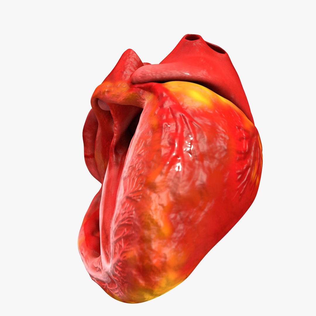 3ds human heart medically accurate https://p.turbosquid.com/ts-thumb/DD/sFRwfC/ec0X5L6y/turntable0030/jpg/1459281863/1920x1080/fit_q87/650daa0e246ed1d576f158744d9282ba8ea17c46/turntable0030.jpg