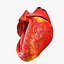 Animated Realistic Human Heart - Medically Accurate