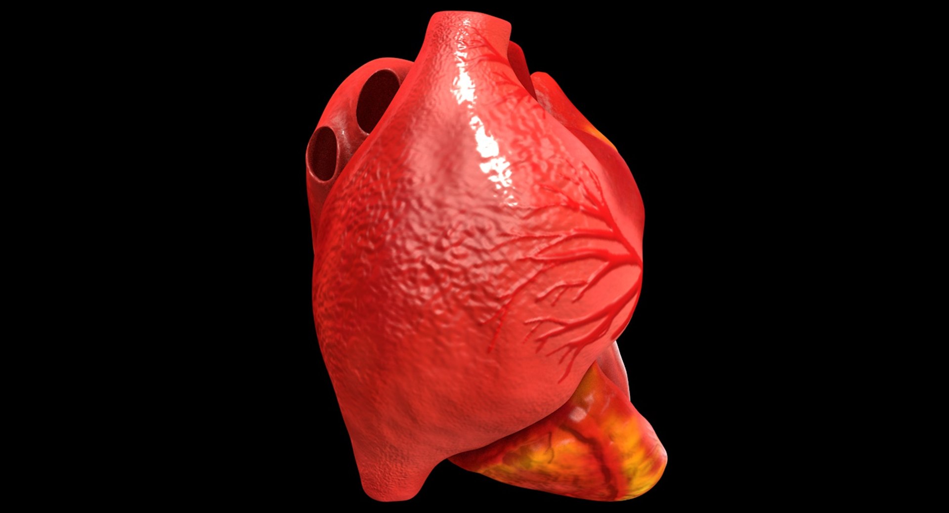 3ds human heart medically accurate https://p.turbosquid.com/ts-thumb/DD/sFRwfC/kfH0NR4A/ps4/jpg/1459281636/1920x1080/fit_q87/c387b38e26e62fee84ce36c6c3dd1fa6d6b96d63/ps4.jpg