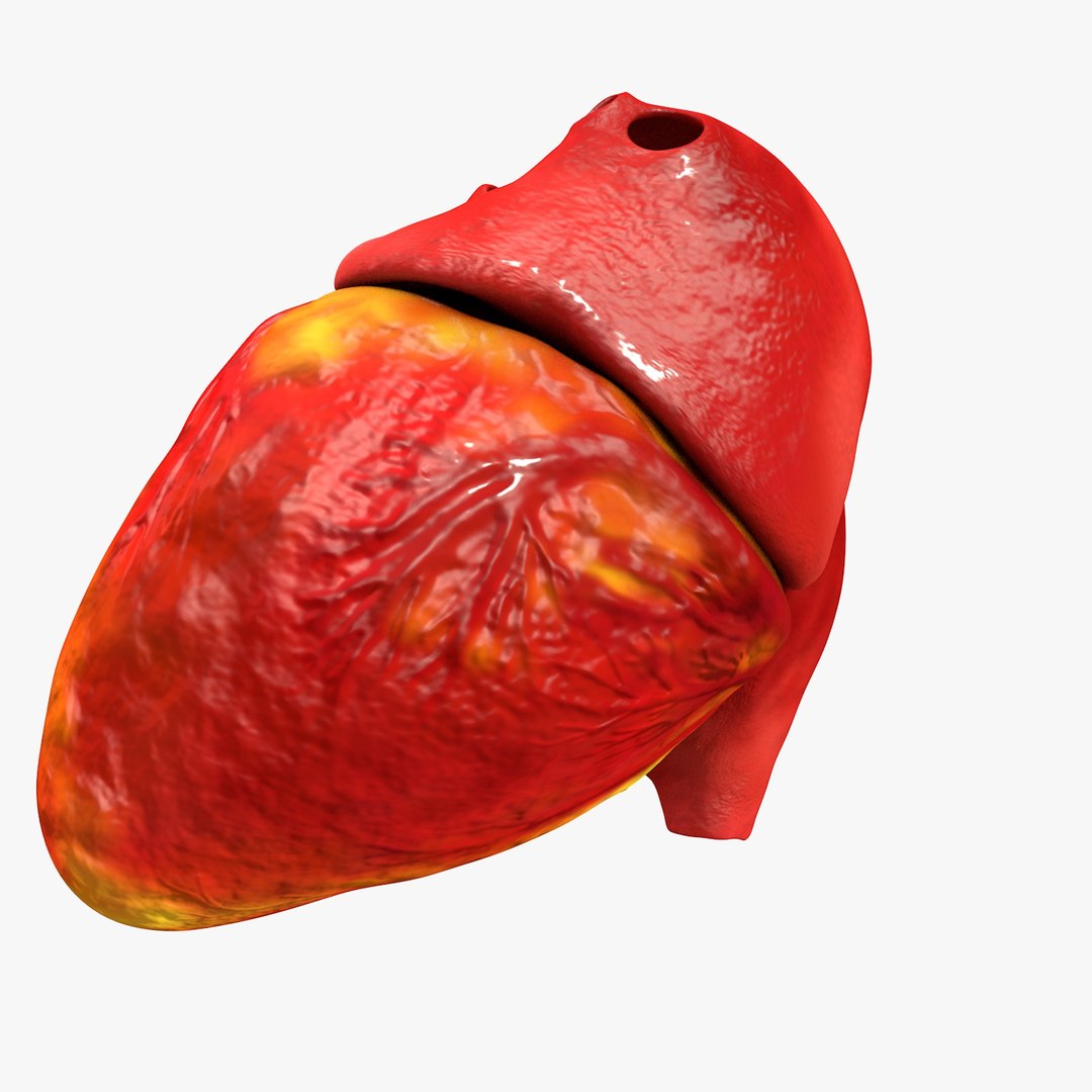 3ds human heart medically accurate https://p.turbosquid.com/ts-thumb/DD/sFRwfC/lSxE9qhN/turntable0025/jpg/1459281863/1920x1080/fit_q87/163899ae806d64692cdb041e3a21372e1015a6f5/turntable0025.jpg