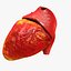 Animated Realistic Human Heart - Medically Accurate