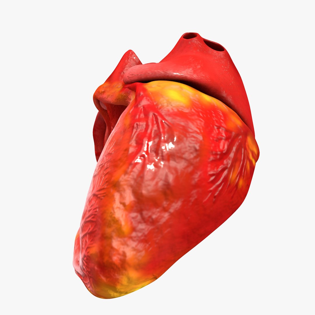 3ds human heart medically accurate https://p.turbosquid.com/ts-thumb/DD/sFRwfC/mfS2FpLE/turntable0029/jpg/1459281863/1920x1080/fit_q87/f13a9f9144dea560b9ba33e21c9c35f738ccddd4/turntable0029.jpg