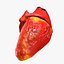 Animated Realistic Human Heart - Medically Accurate
