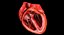 Animated Realistic Human Heart - Medically Accurate