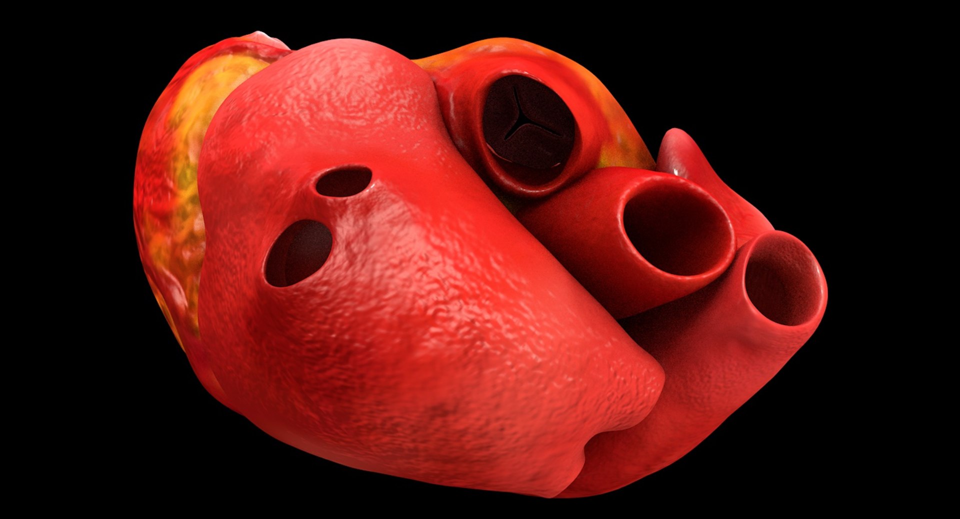 3ds human heart medically accurate https://p.turbosquid.com/ts-thumb/DD/sFRwfC/p34U24Eg/ps6/jpg/1459281636/1920x1080/fit_q87/80aad8242ddd1fa7a0fbaade75e10a0ce637d1f0/ps6.jpg
