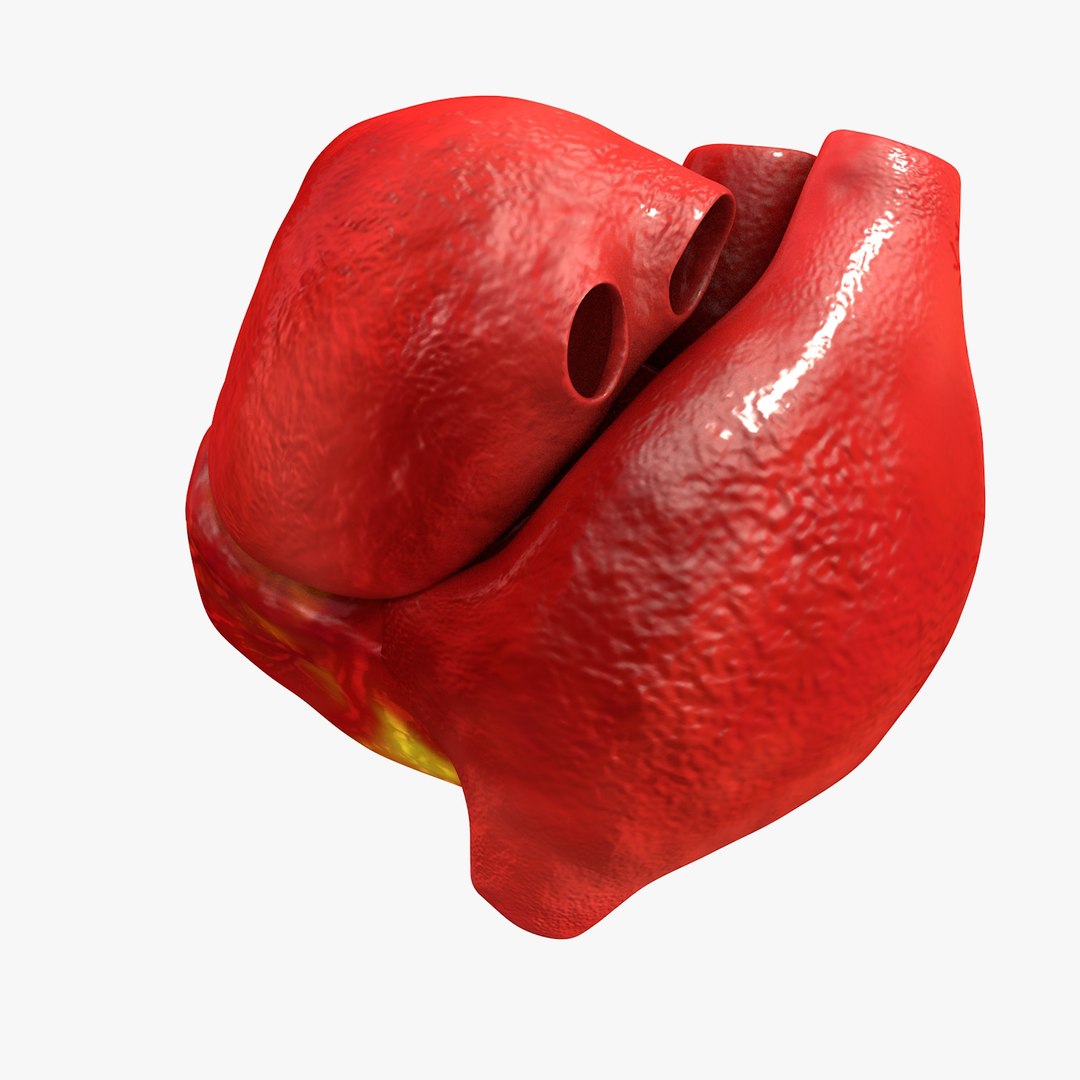 3ds human heart medically accurate https://p.turbosquid.com/ts-thumb/DD/sFRwfC/pU1tXm5U/turntable0015/jpg/1459281863/1920x1080/fit_q87/b4b168355176dbefcbc9ac430654091960a81ca6/turntable0015.jpg