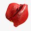 Animated Realistic Human Heart - Medically Accurate
