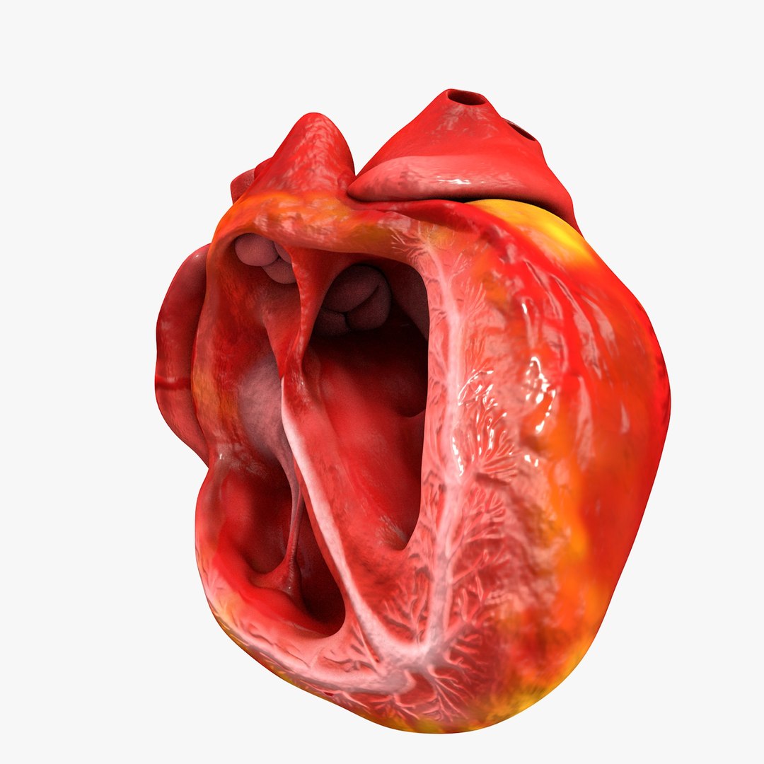 3ds human heart medically accurate https://p.turbosquid.com/ts-thumb/DD/sFRwfC/ph0Viraf/turntable0032/jpg/1459281863/1920x1080/fit_q87/8bf91eebfb0e66a04e506e69a25e7bade18acb3f/turntable0032.jpg