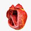 Animated Realistic Human Heart - Medically Accurate