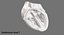 Animated Realistic Human Heart - Medically Accurate
