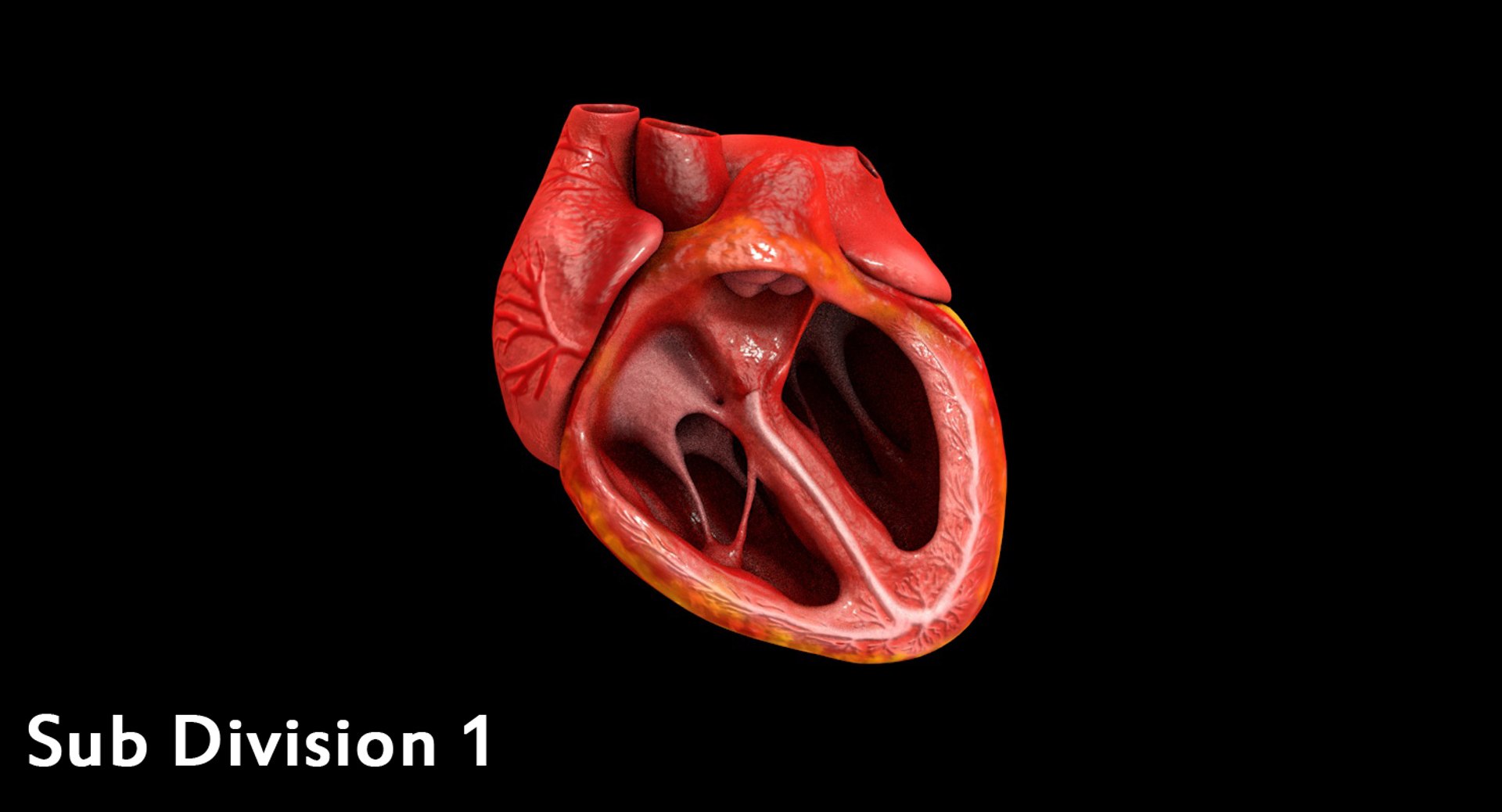 3ds human heart medically accurate https://p.turbosquid.com/ts-thumb/DD/sFRwfC/rMv3Qlzq/sl1/jpg/1460745895/1920x1080/fit_q87/bbf59b7b2ae90734f25cfd128f56bc9dee515100/sl1.jpg