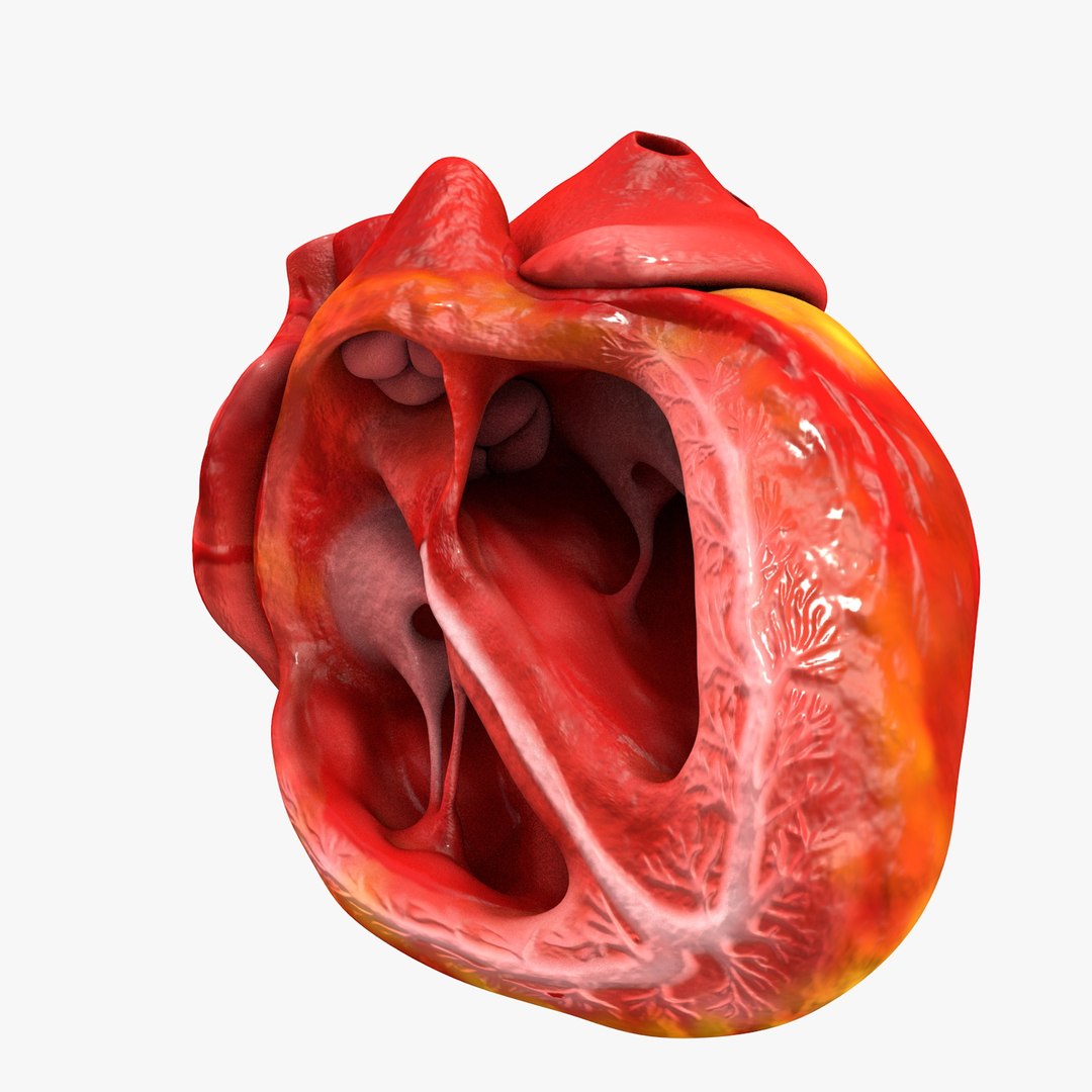 3ds human heart medically accurate https://p.turbosquid.com/ts-thumb/DD/sFRwfC/t6SseAcw/turntable0033/jpg/1459281863/1920x1080/fit_q87/45fc3baccc8ec125b6edc89b243472e8d6c74562/turntable0033.jpg