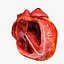 Animated Realistic Human Heart - Medically Accurate