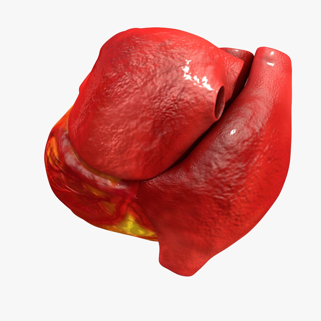 3ds human heart medically accurate https://p.turbosquid.com/ts-thumb/DD/sFRwfC/uQ3N93NR/turntable0017/jpg/1459281863/1920x1080/fit_q87/e3d0ccf224c241dab5fc2dc617310905082d0cd0/turntable0017.jpg