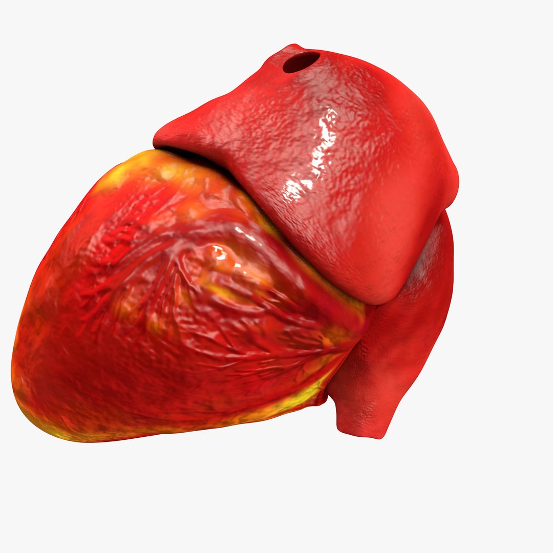 3ds human heart medically accurate https://p.turbosquid.com/ts-thumb/DD/sFRwfC/uesklTqS/turntable0023/jpg/1459281863/1920x1080/fit_q87/2ef2cc1b3c6bc03e98d6314e7a904b564371c829/turntable0023.jpg