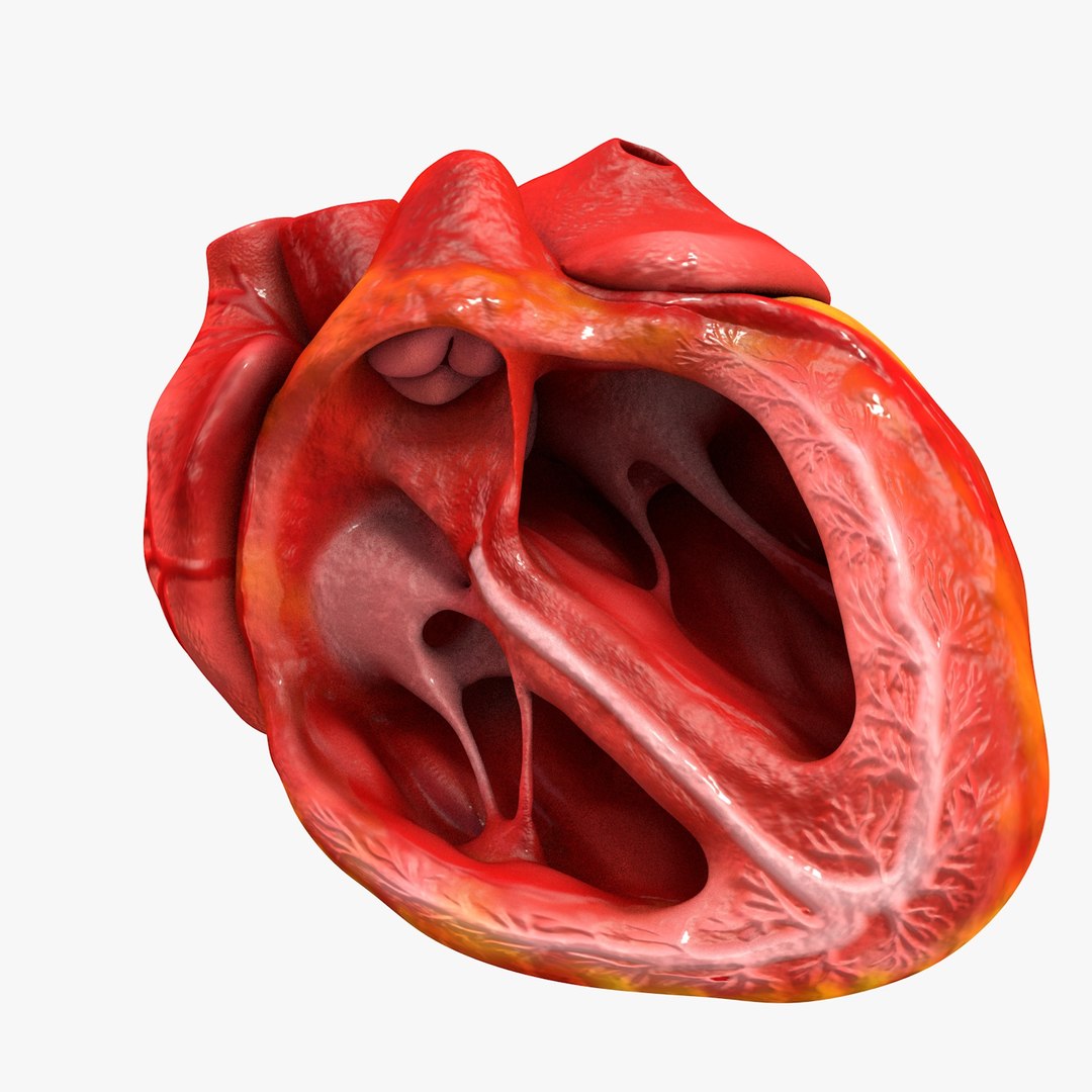 3ds human heart medically accurate https://p.turbosquid.com/ts-thumb/DD/sFRwfC/up4P1n6C/turntable0035/jpg/1459281863/1920x1080/fit_q87/d5cd0f26b4c65d04ce70ed9dae619290c05a0a6d/turntable0035.jpg