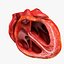 Animated Realistic Human Heart - Medically Accurate