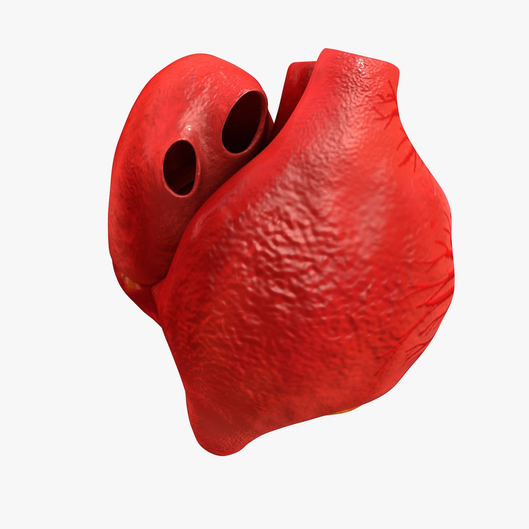 3ds human heart medically accurate https://p.turbosquid.com/ts-thumb/DD/sFRwfC/w0lzmNK1/turntable0012/jpg/1459281863/1920x1080/fit_q87/bb579b73bc0546b56e19972bfe9a8fdc5b0f6f9b/turntable0012.jpg