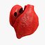 Animated Realistic Human Heart - Medically Accurate
