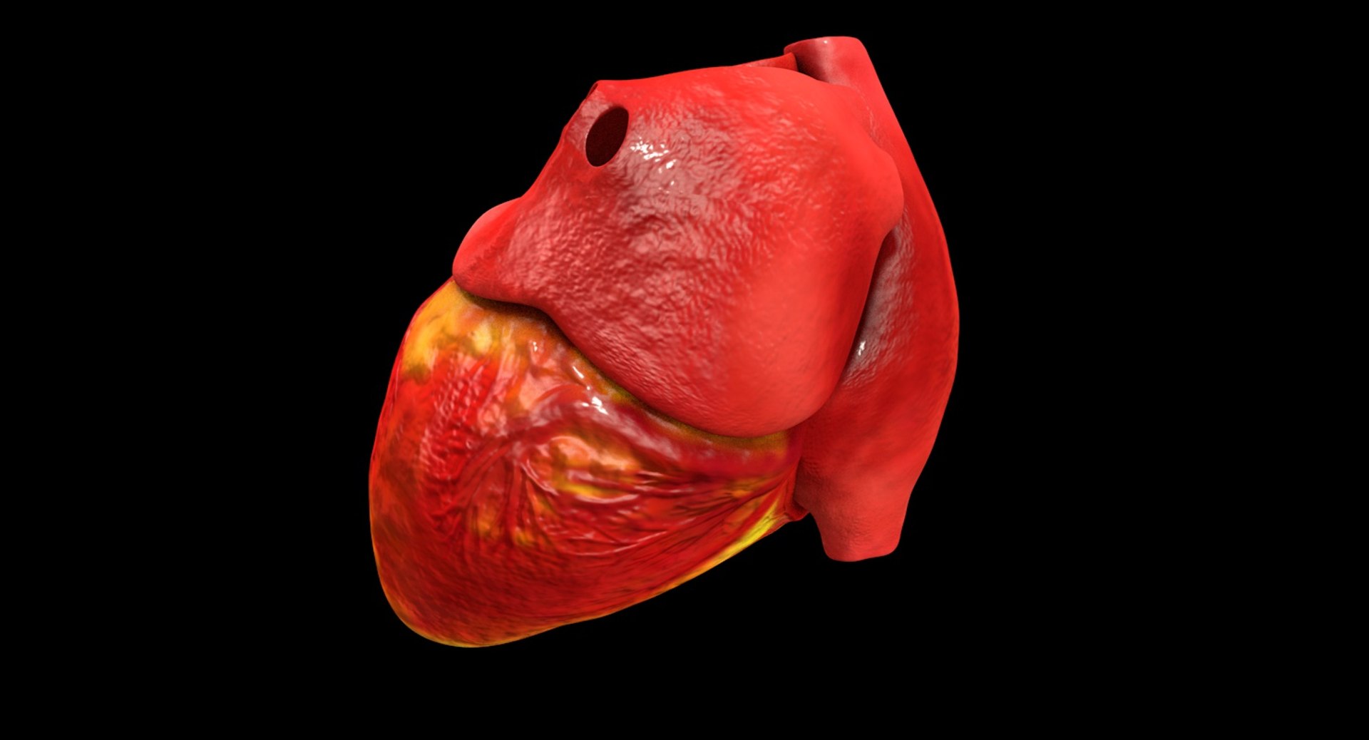3ds human heart medically accurate https://p.turbosquid.com/ts-thumb/DD/sFRwfC/wHM7g9K1/ps2/jpg/1459281636/1920x1080/fit_q87/b361a0dbcf3925036e5984f8bf604a5fa70b0f06/ps2.jpg