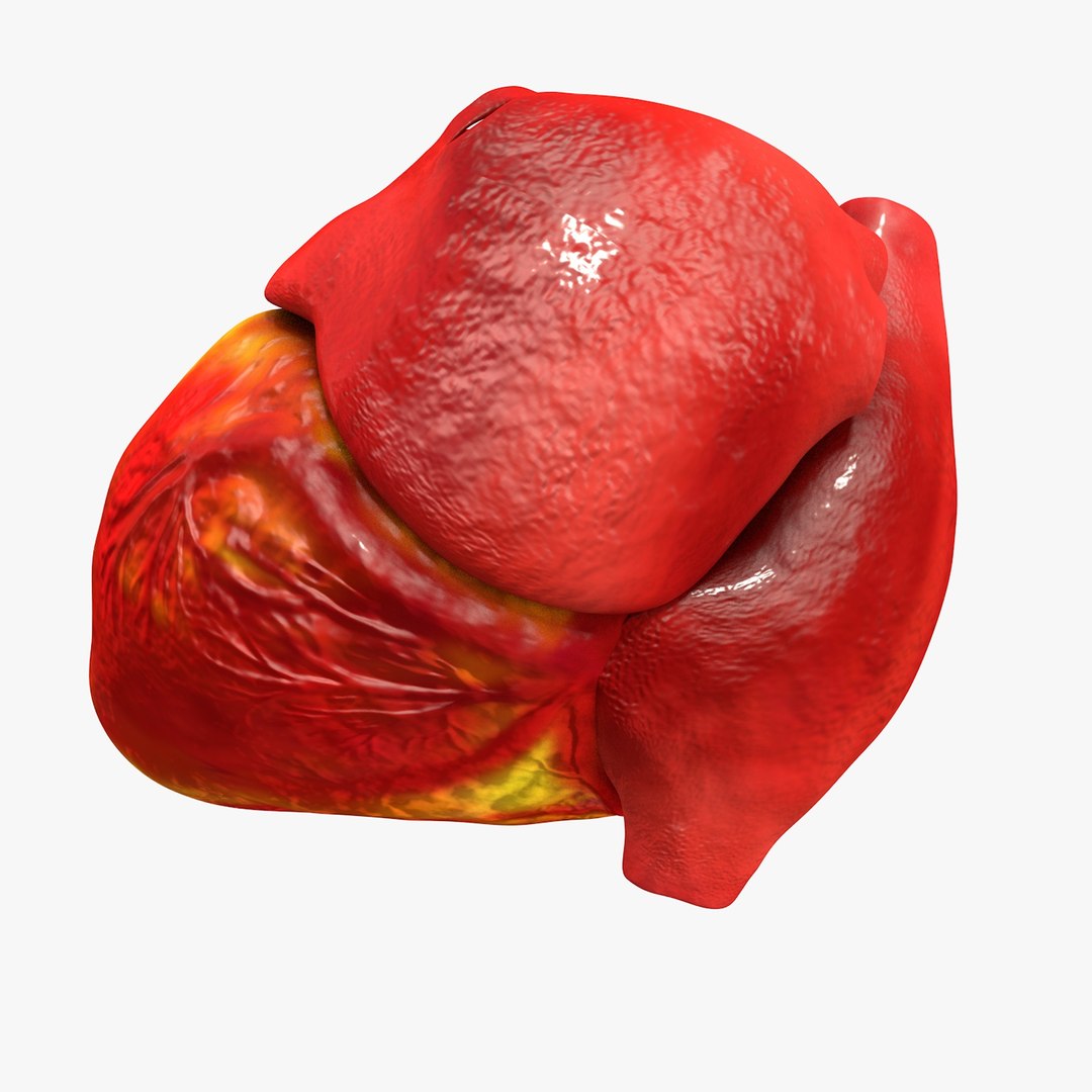 3ds human heart medically accurate https://p.turbosquid.com/ts-thumb/DD/sFRwfC/xP6Jtw5d/turntable0020/jpg/1459281863/1920x1080/fit_q87/9a03d120a54ffe33231bd03c4bef45e71b83bd80/turntable0020.jpg