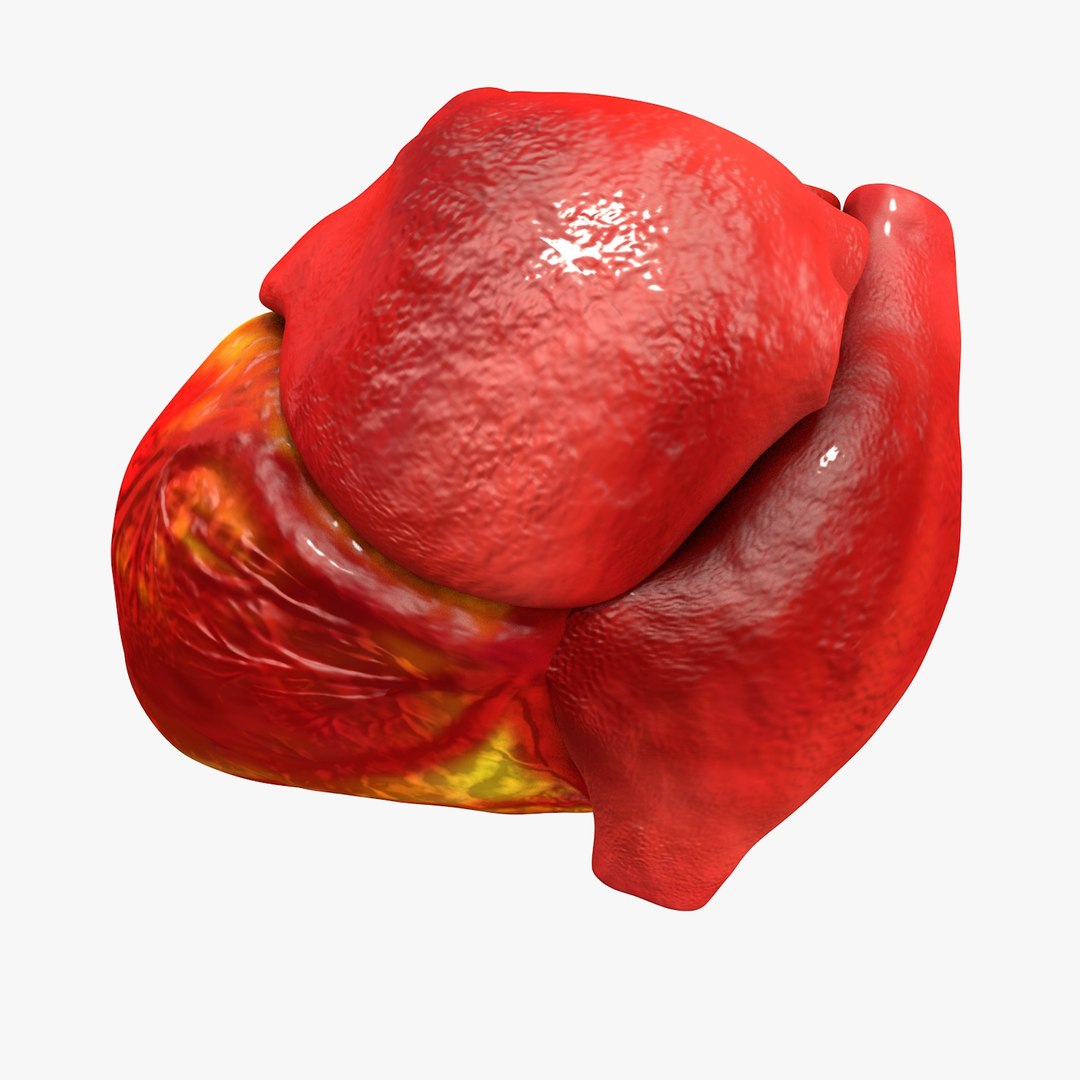 3ds human heart medically accurate https://p.turbosquid.com/ts-thumb/DD/sFRwfC/yFZrd7EC/turntable0019/jpg/1459281863/1920x1080/fit_q87/b67f5f261b61ad52608480935e536e8bd52cab30/turntable0019.jpg