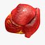 Animated Realistic Human Heart - Medically Accurate