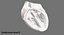 Animated Realistic Human Heart - Medically Accurate