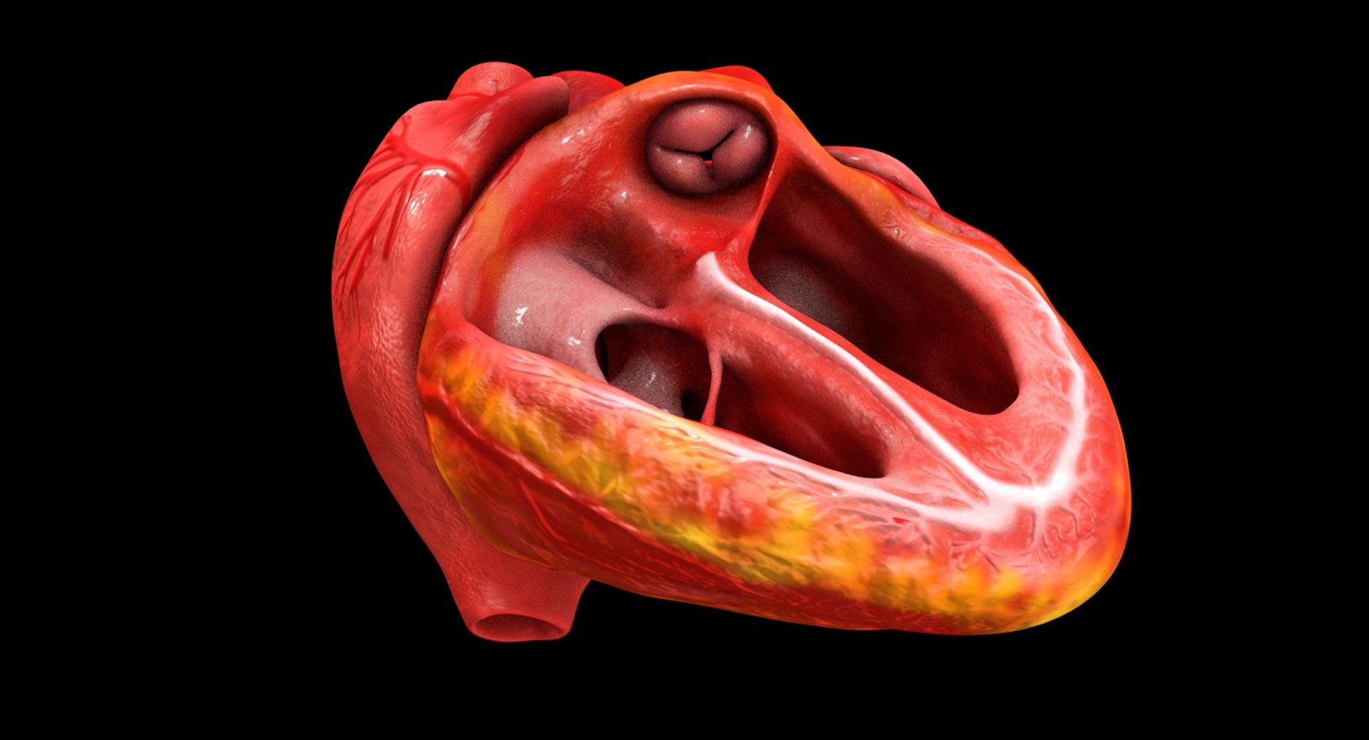 3ds human heart medically accurate https://p.turbosquid.com/ts-thumb/DD/sFRwfC/zr5BDQj0/ps5/jpg/1459281636/1920x1080/fit_q87/1756a003976e8b66b1b3c4a6acb95459c68a503d/ps5.jpg