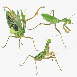 3D model insects praying mantis