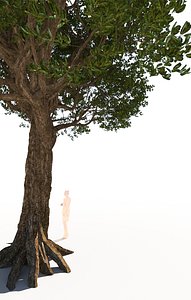 3D mature coast live oak
