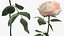 Stelo di fiore di peonia rosa beige rosa