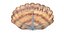 3D seashell monster