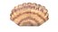 3D seashell monster