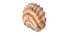 3D seashell monster
