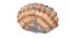 3D seashell monster