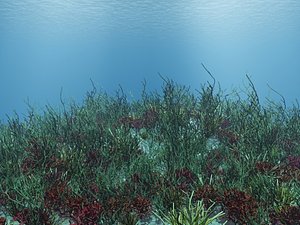 underwater vue 3d model