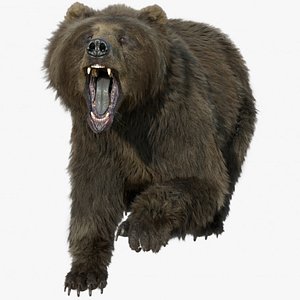 3D bear rig animation character