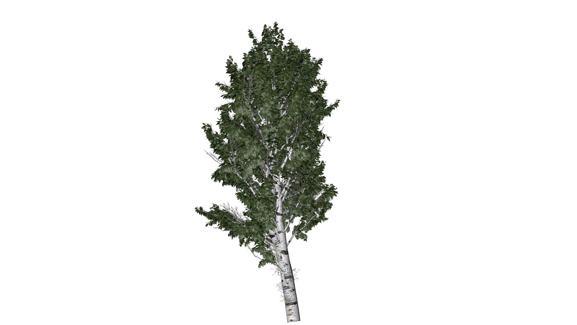 European White Birch Tree - 02 - 3D model https://p.turbosquid.com/ts-thumb/DE/fZUI1x/Cv/ewb_23/png/1742114853/1920x1080/fit_q87/2fd63302a4ed6516a399d821d2c5315729aeef83/ewb_23.jpg