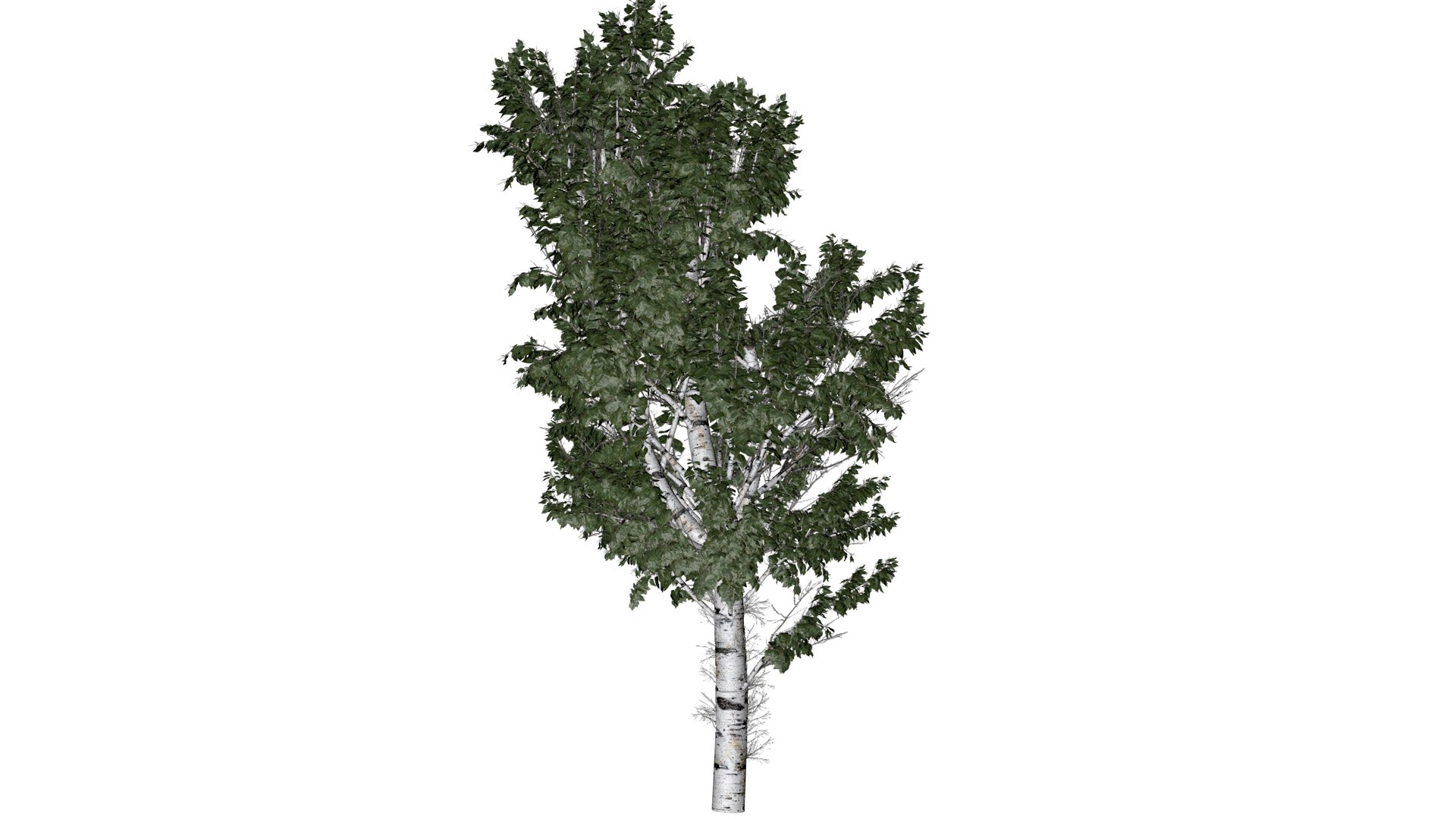 European White Birch Tree - 02 - 3D model https://p.turbosquid.com/ts-thumb/DE/fZUI1x/ax/ewb_22/png/1742114853/1920x1080/fit_q87/41a81572beb788d60ae9f65f9ed628d4704a28a5/ewb_22.jpg