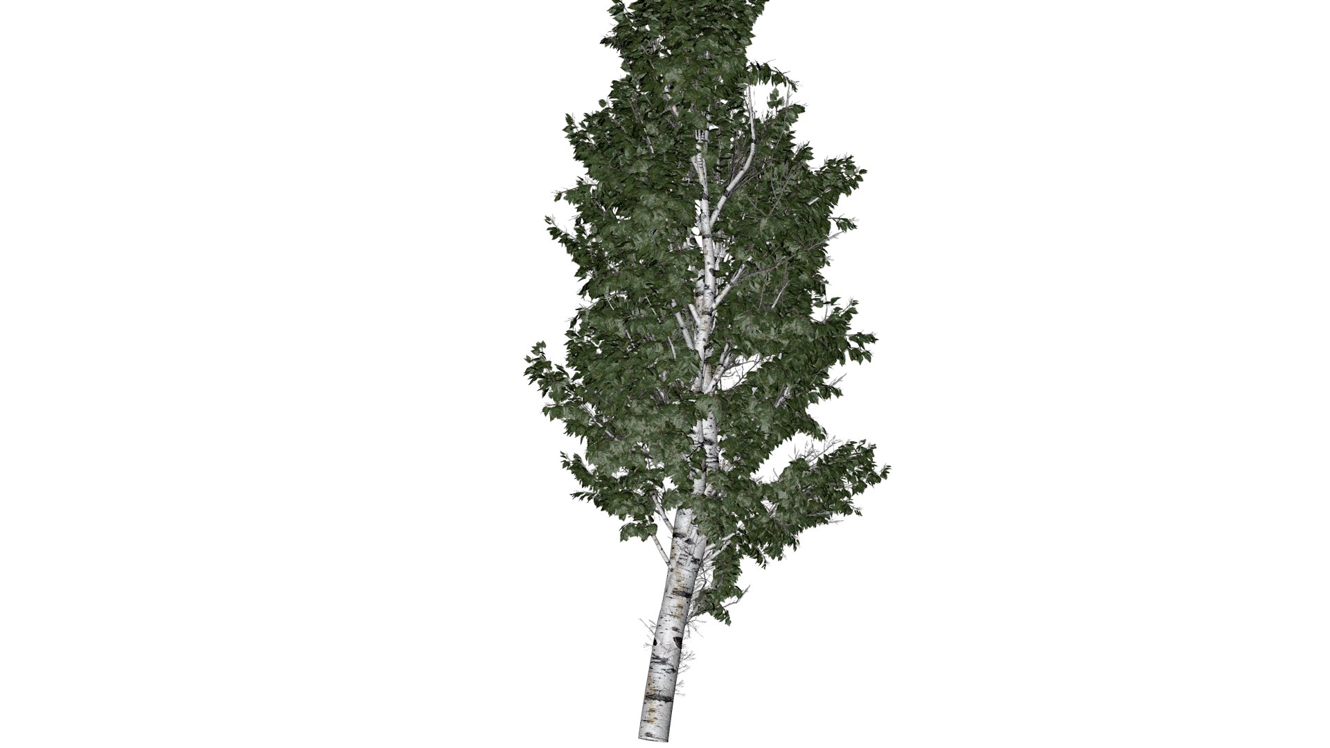 European White Birch Tree - 02 - 3D model https://p.turbosquid.com/ts-thumb/DE/fZUI1x/vs/ewb_21/png/1742114853/1920x1080/fit_q87/7c280923d503a6a0acb4d910cddfabd75175d27e/ewb_21.jpg