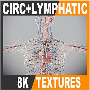 3D Human Male Circulatory and Lymphatic Anatomy