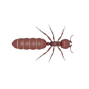 Army ant queen