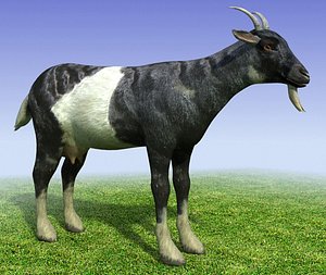 Low poly 3d model of a Black Goat.